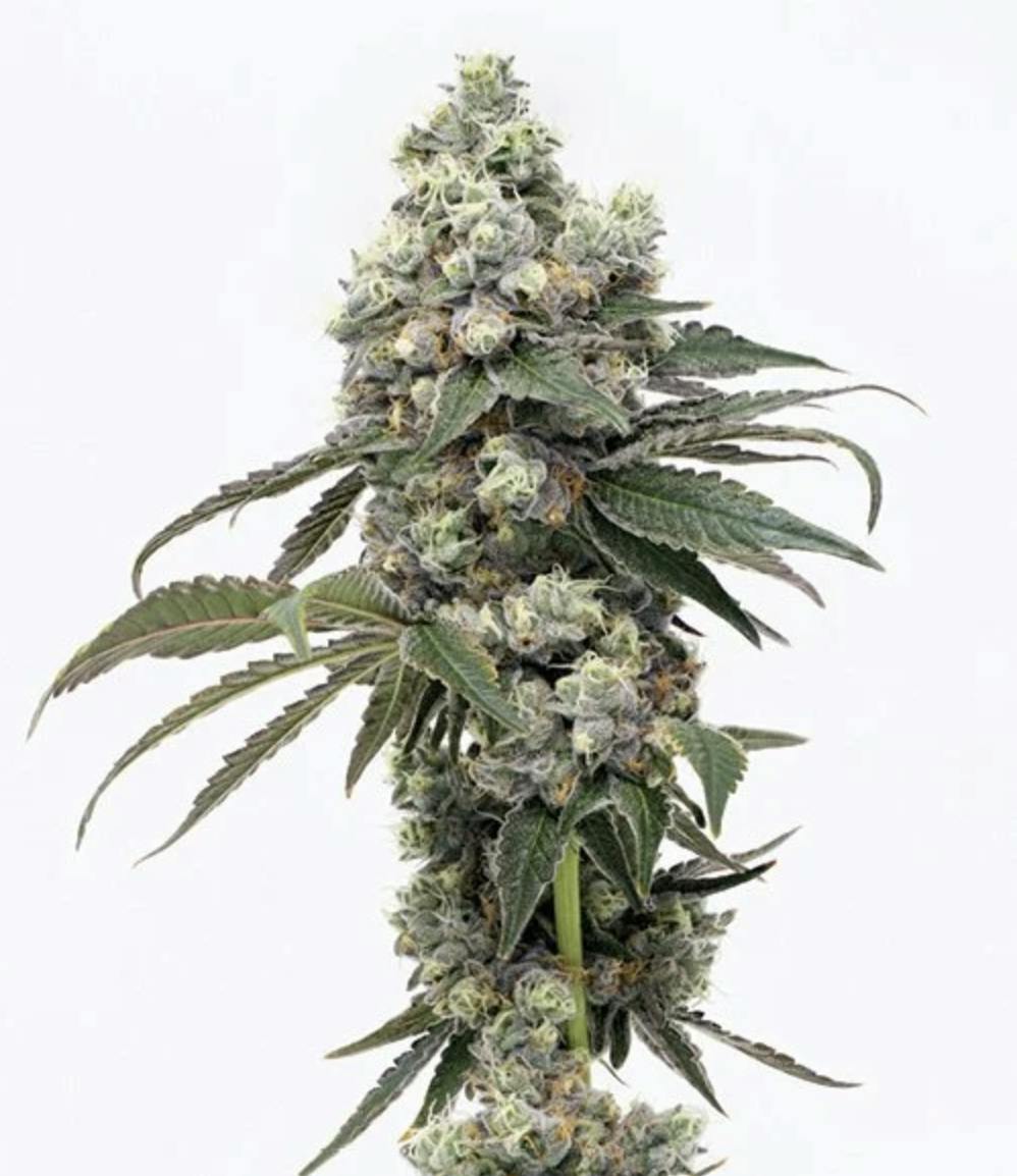 Grown Rogue | Gary Payton | Flower