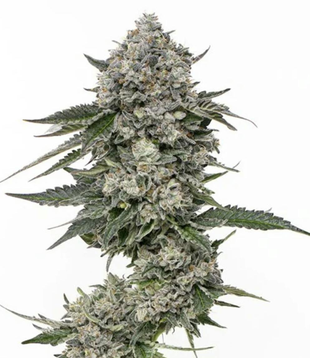 Sourdough | Big Buds by Grown Rogue