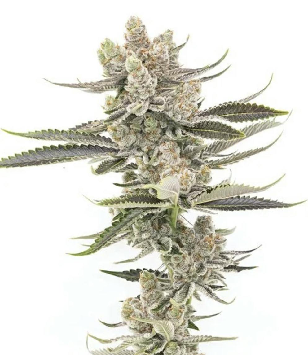 Strawberries Cream Big Buds