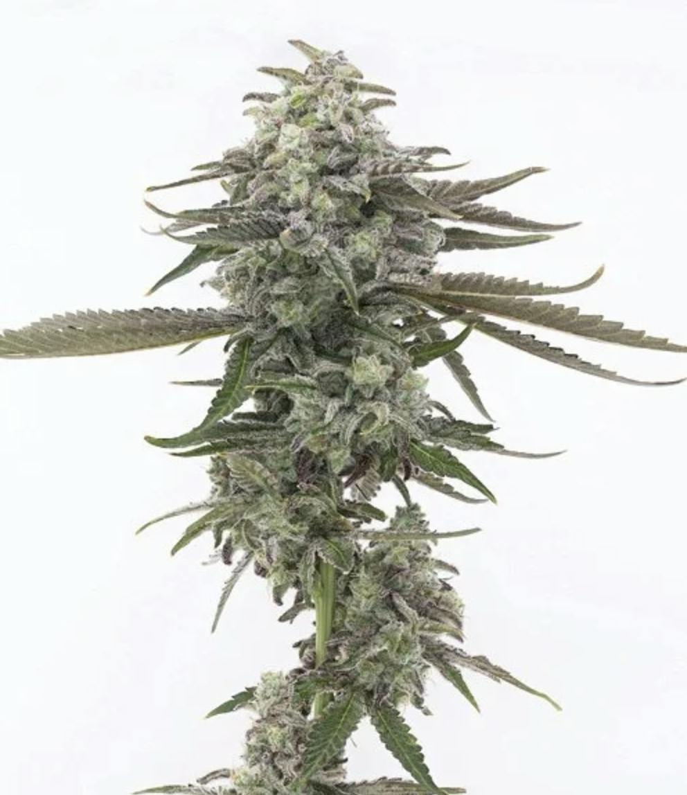 Grown Rogue | Mac #1 | Flower