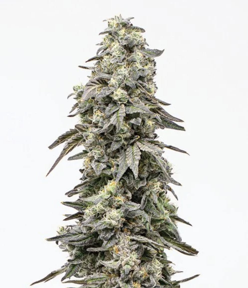 Grown Rogue: Kush Mints #11