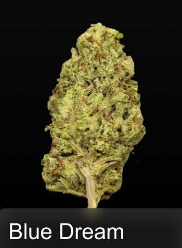 Truforia | Blue Dream | Flower | 3.5G by Truforia