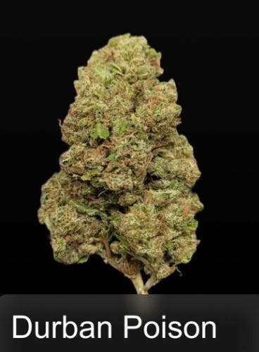Truforia | Durban Poison | Flower | 28G by Truforia