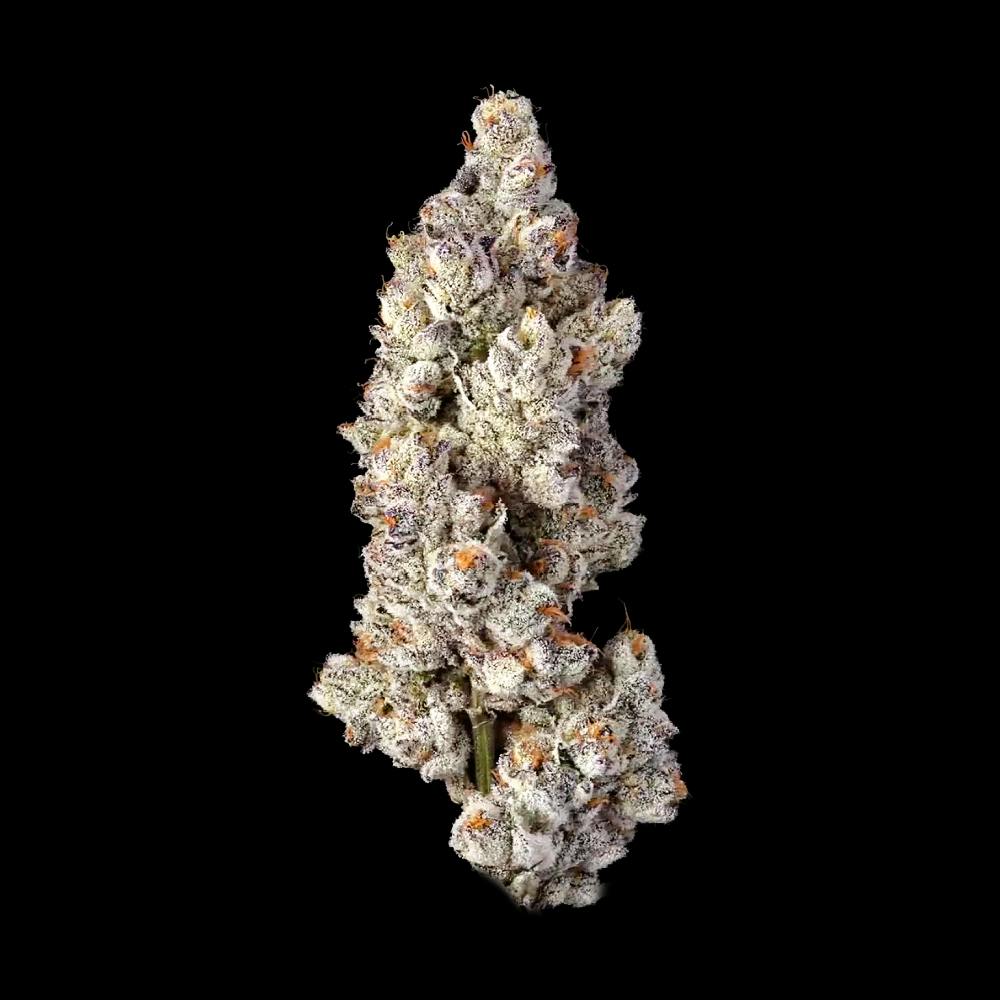 Premium Flower | LobZter by Auraz