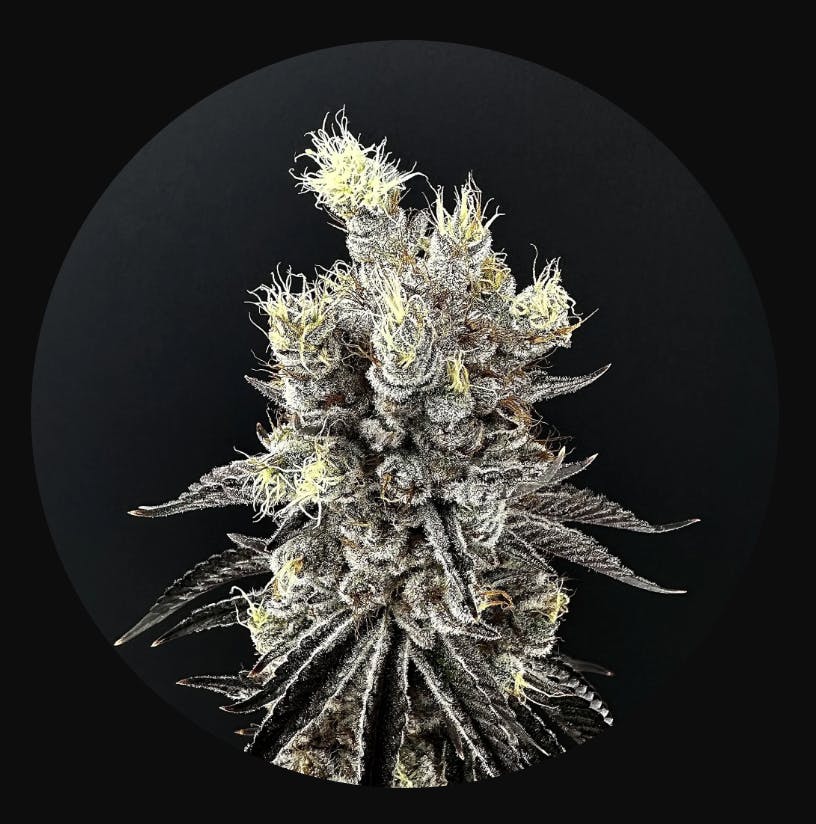 Nova Gas | Flower | 3.5G