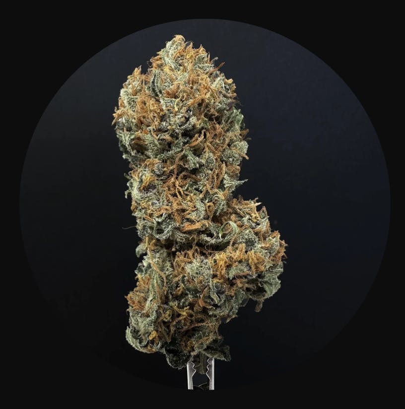 Super Lemon Putang | Flower | 3.5G
