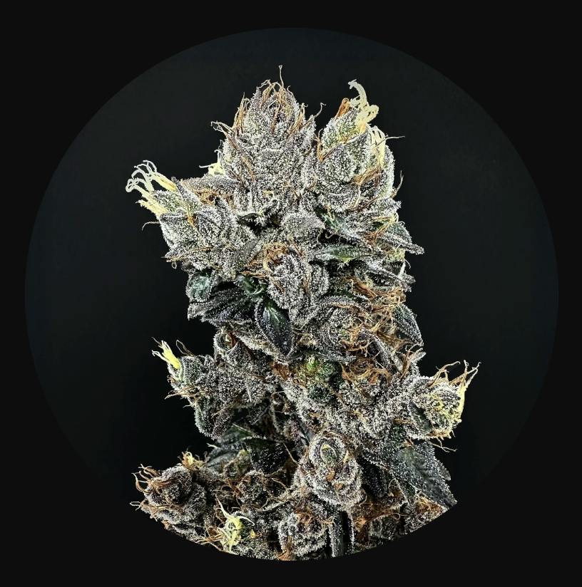 Sweet Island | Flower | 3.5G by Blue Sage