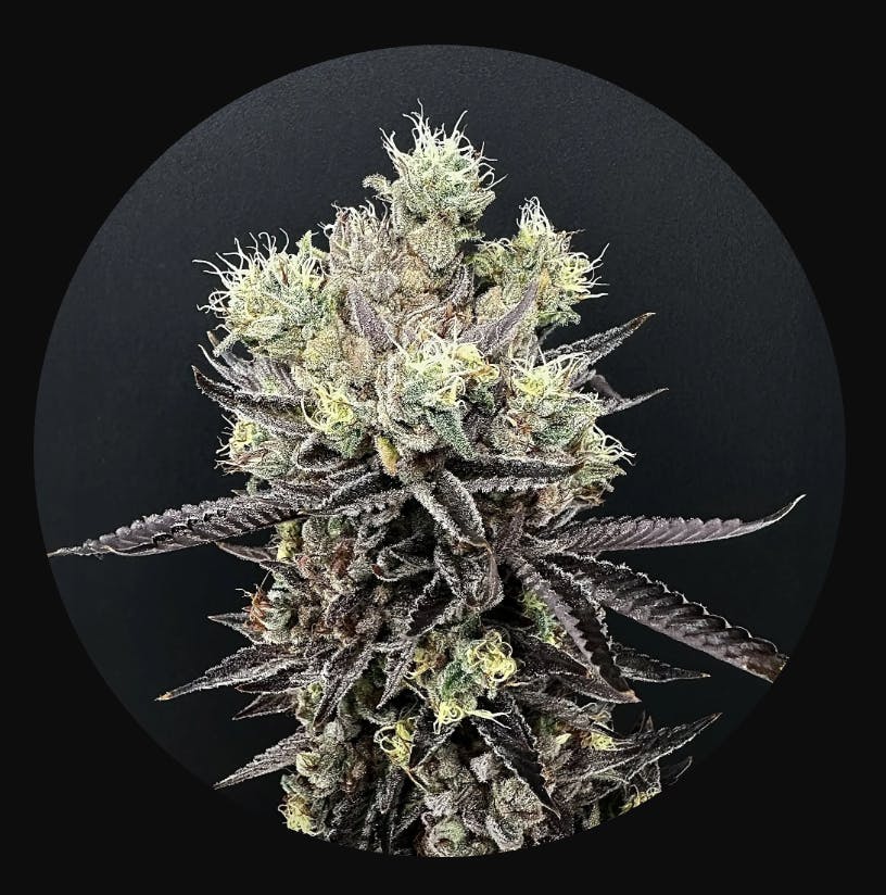 Orange Creampop | Flower | 3.5G