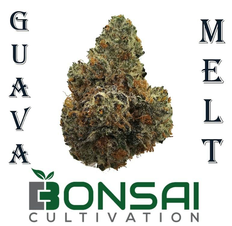 Bonsai Cultivation | Guava Melt | Flower
