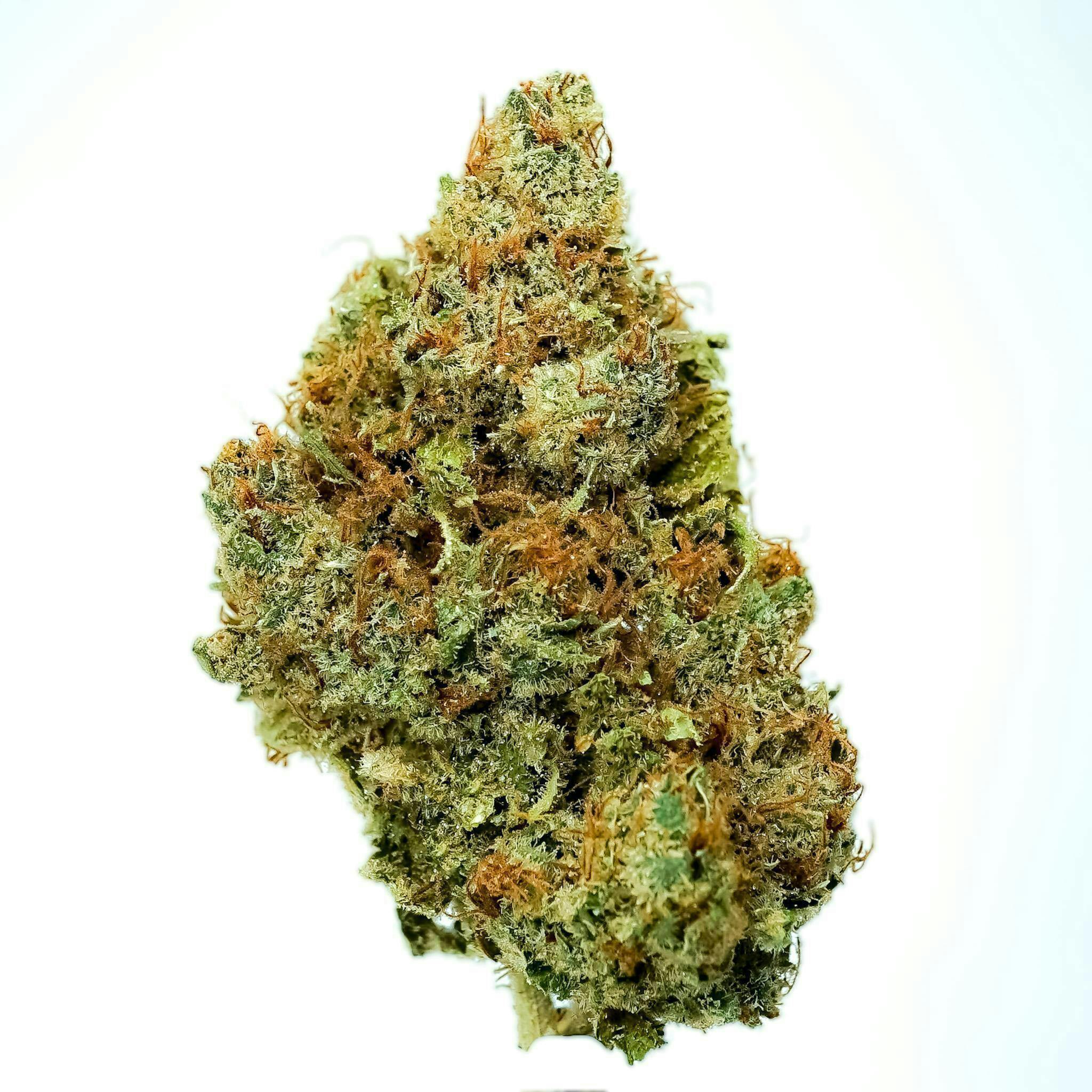 Prūf Cultivar: Pie Scream #13
