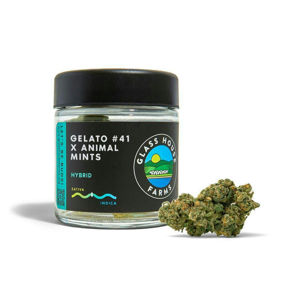 Glass House Farms: Gelato #41 X Animal Mints