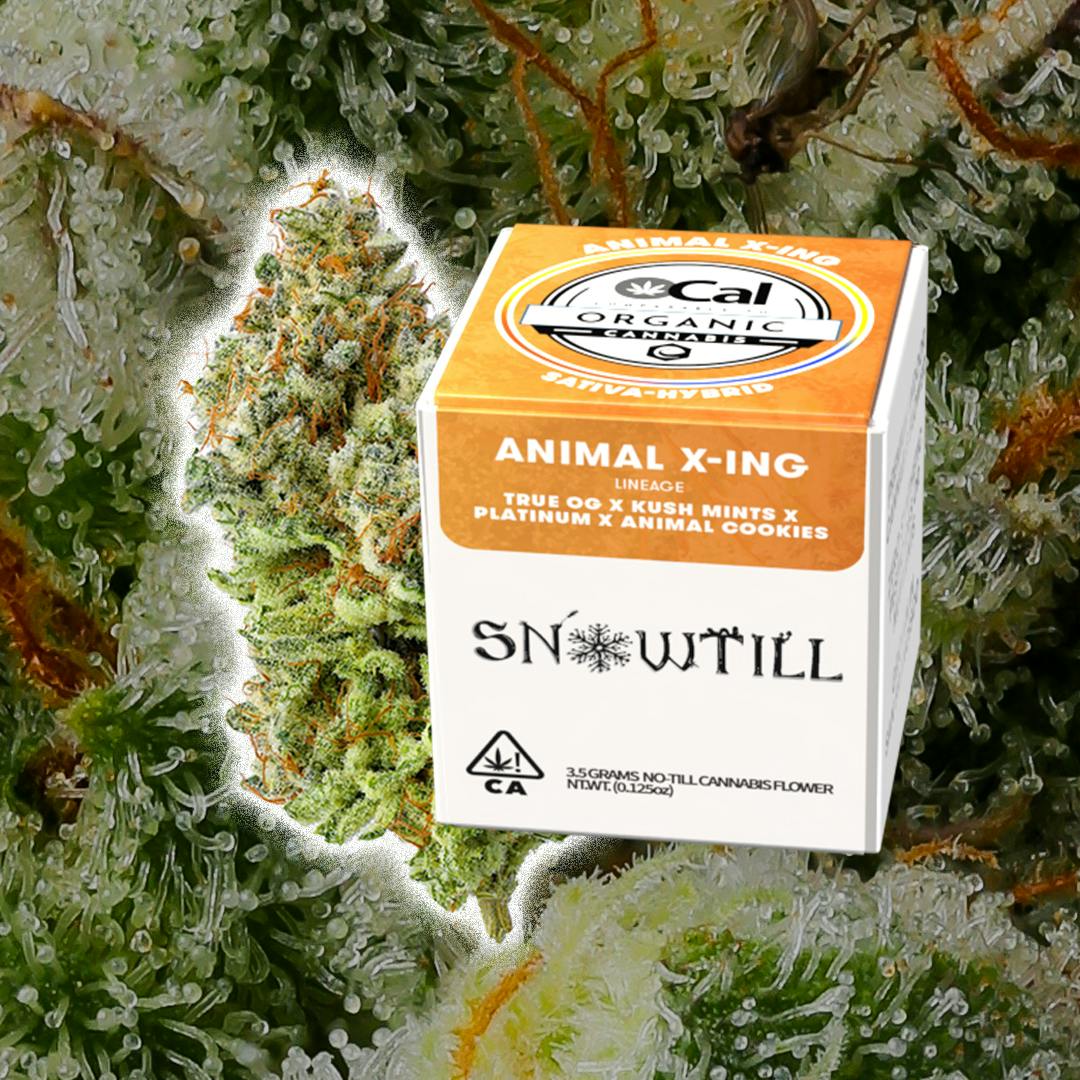 Snowtill — Grumpy Tiger