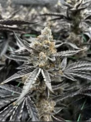 Nexleaf | Roseanna | Flower | 3.5G