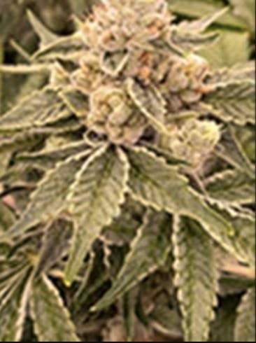 Nexleaf | Wilfunk | Flower | 14G