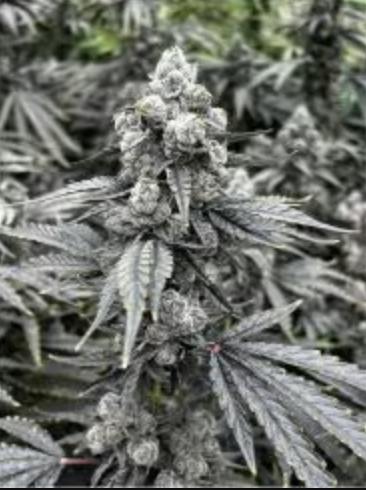 Nexleaf | Compound Z | Flower | 14G - Nexleaf Cultivation