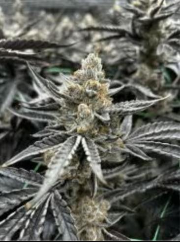 Nexleaf | Roseanna | Flower | 28G by Nexleaf Cultivation