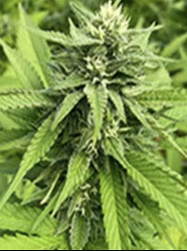 Nexleaf | Hawaiian Fonta| Flower | 7G