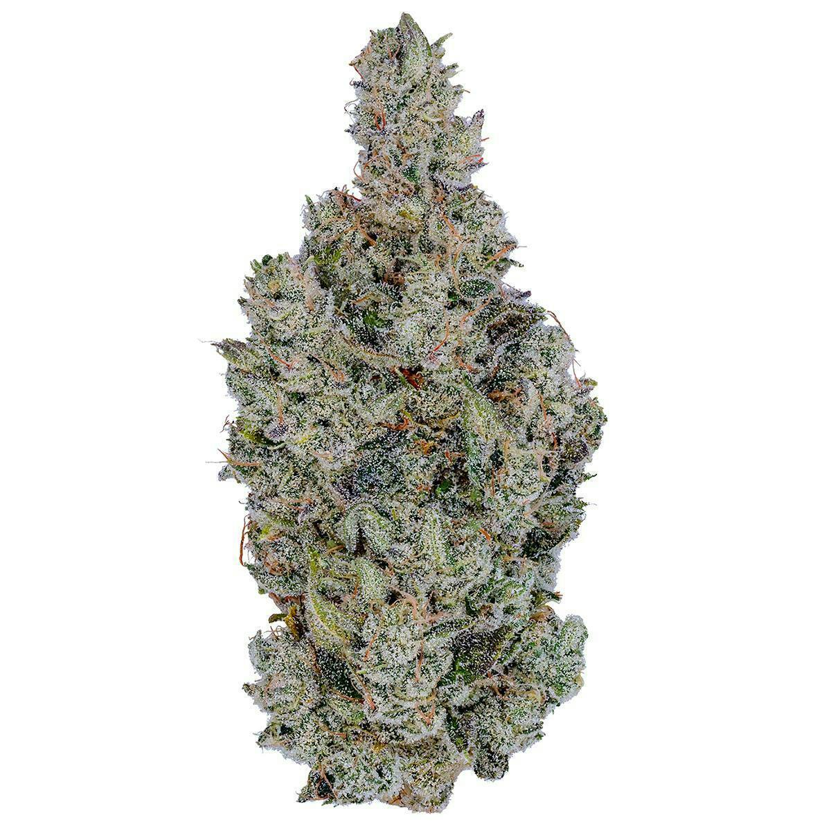 Holy Cow Big Buds