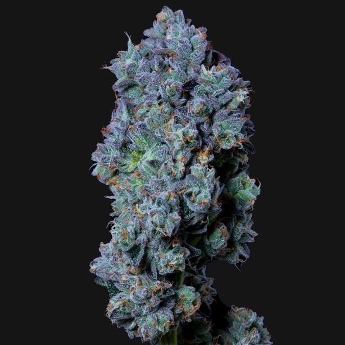 Fuel Biscuits - Flower - 3.5g