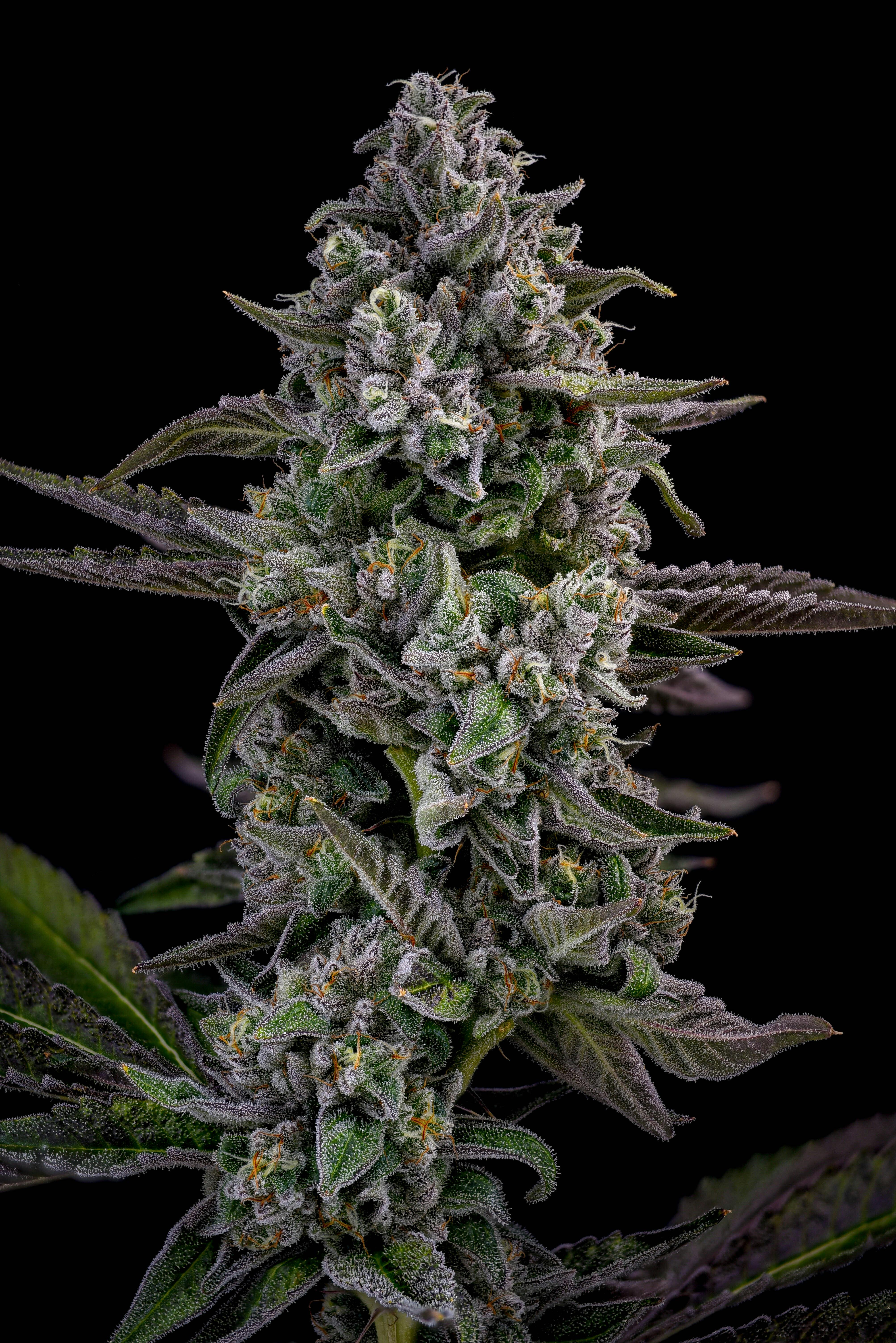 Minties Bulk Flower by Locol Love