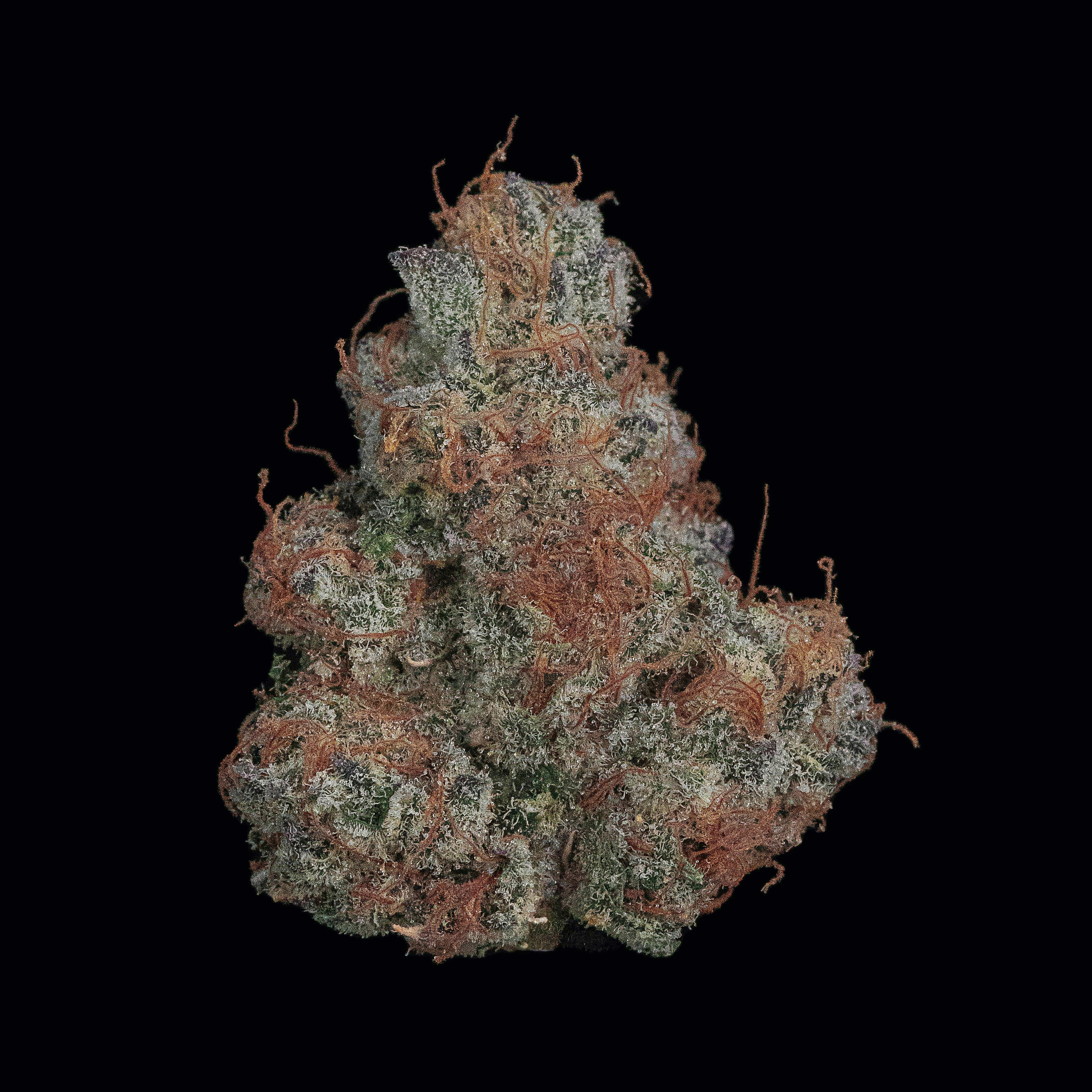 Rare Dankness | Apple Runtz | Smalls | 14g by Rare Dankness