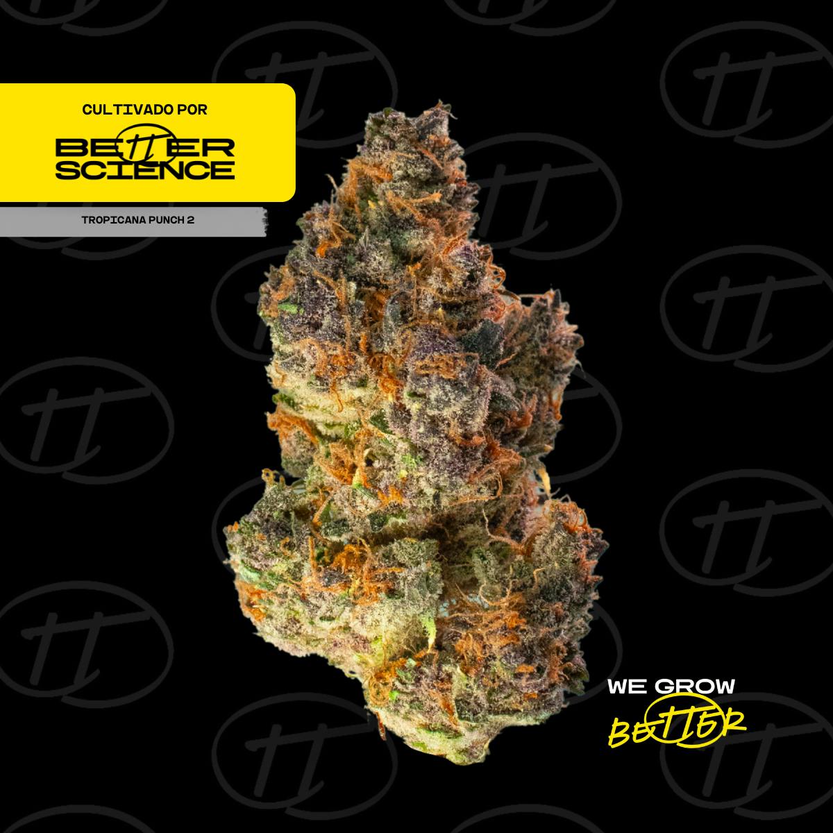 BSC - Tropicana Punch 2 Flor - Better Science