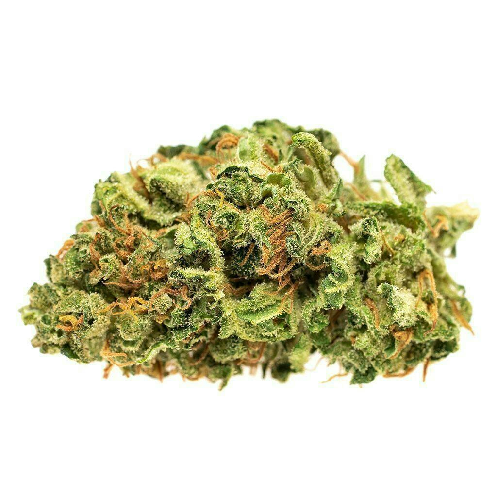Jean Guy - 15g