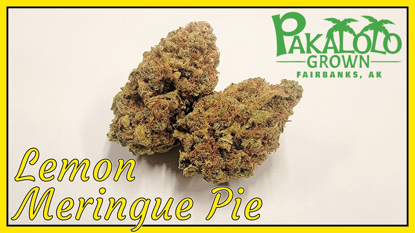 Psc Lemon Meingue Pie Flower