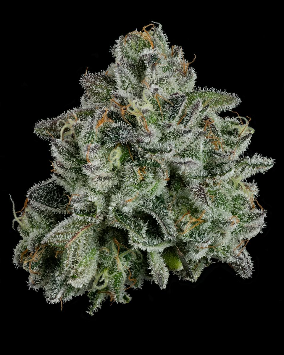 Whoopie Pie Flower 3.5g by U4EA Farms