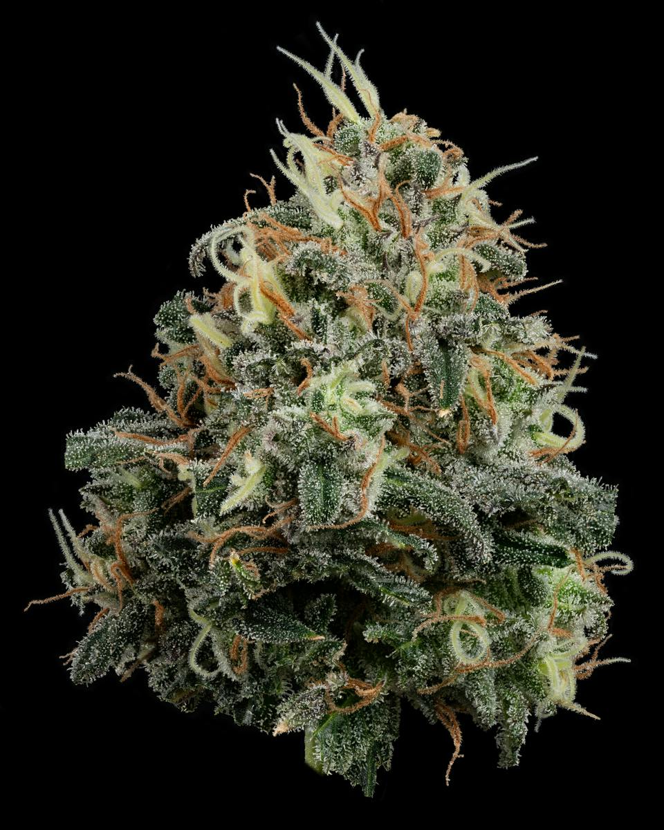 Papaya Splash Flower 3.5g by U4EA Farms