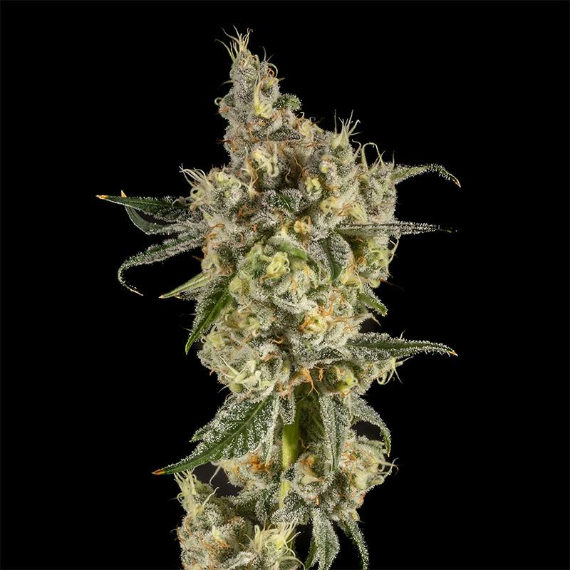 14er | Blue Garlic | 3.5g Flower by 14er Extractions