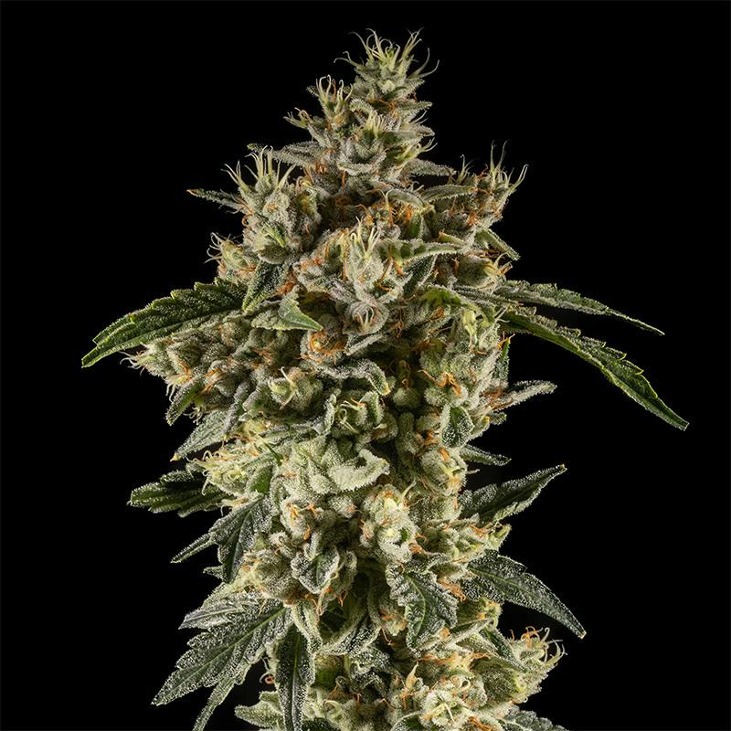 14er | Chem De La Chem | 7g Flower