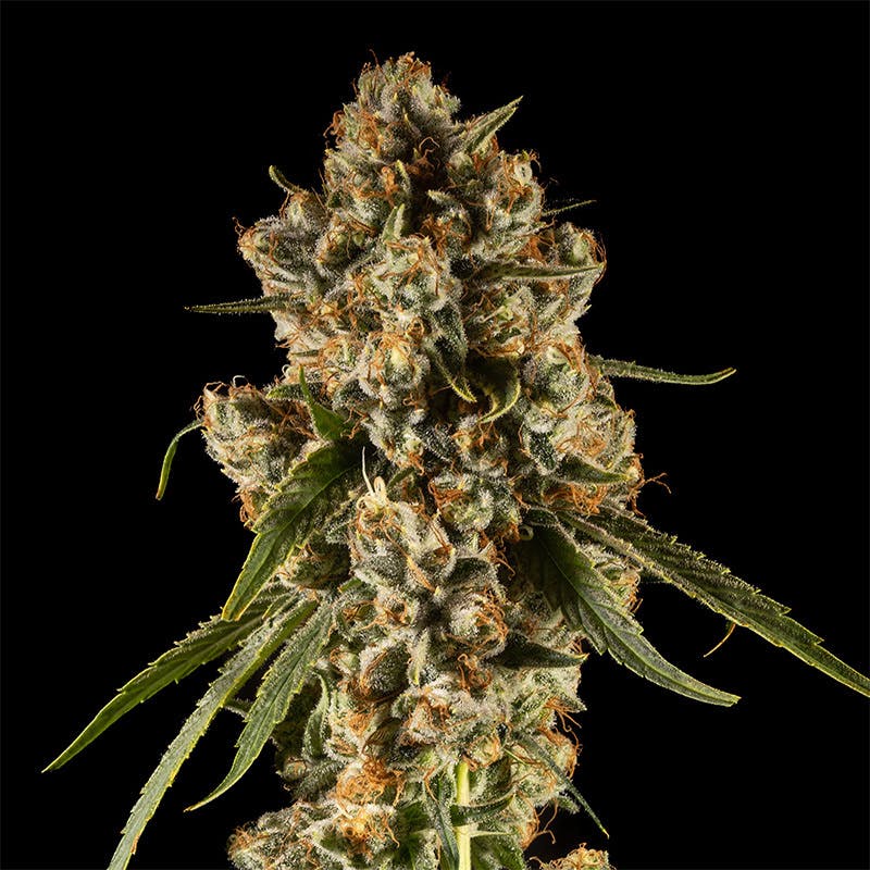 14er | Conspiracy | 3.5g Flower by 14er Extractions