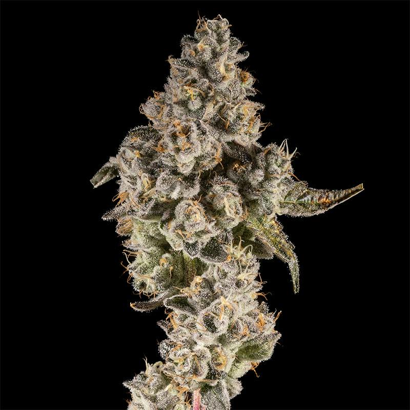 14er | Dulce De Uva | 3.5g Flower