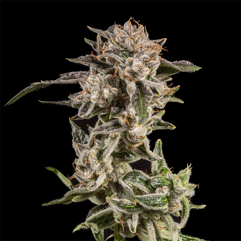 14er | Dreadneck | 3.5g Flower