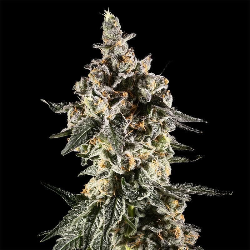 14er | Bubble Gum Marker | 3.5g Flower