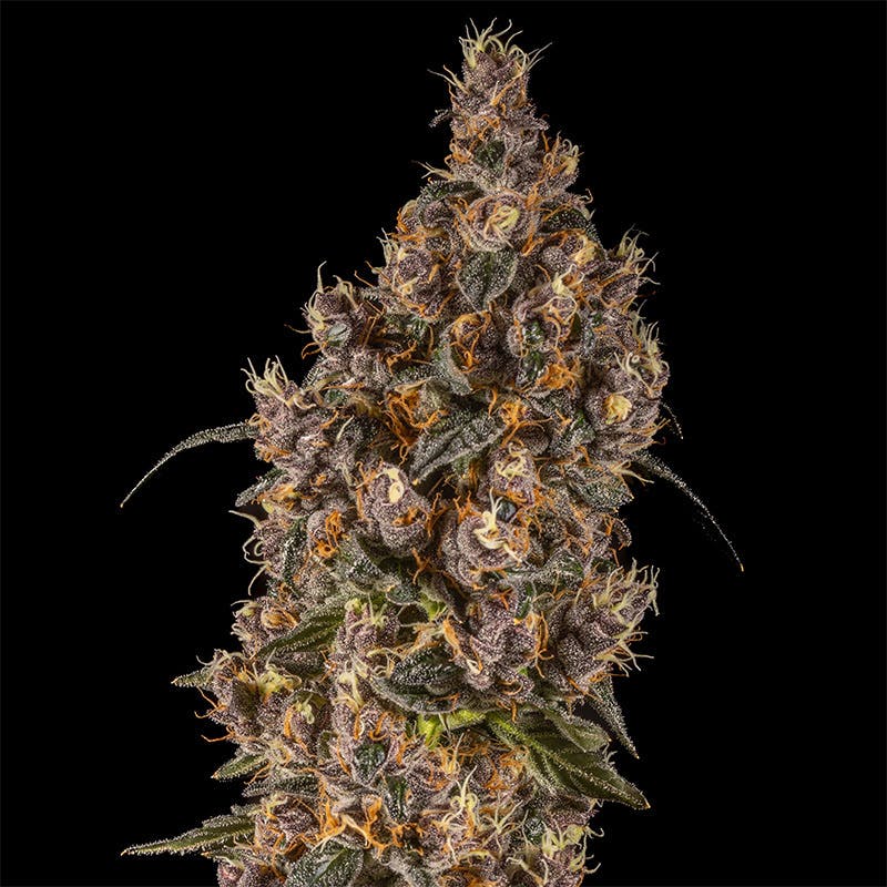 14er | Drago | 3.5g Flower by 14er Extractions