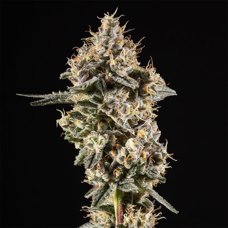 14er | Double Solo Burger | 3.5g Flower
