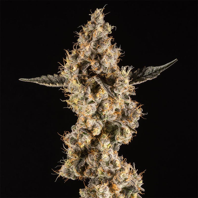 14er | Don Mega | 3.5g Flower