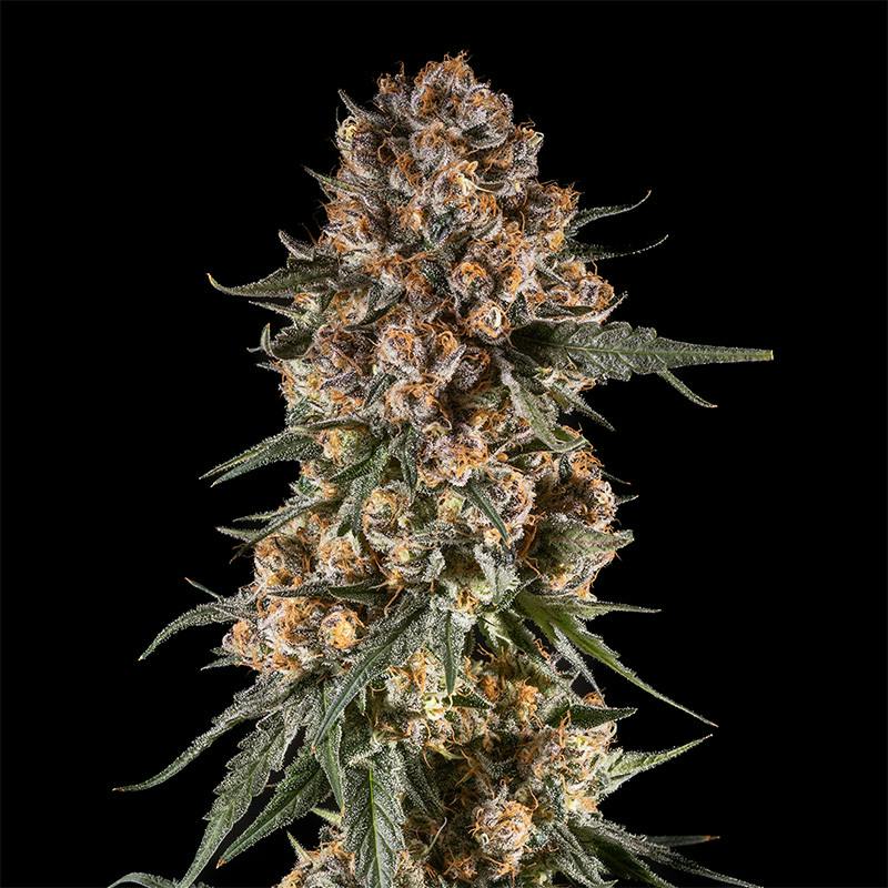 14er | Blackberry Banana Kush | 3.5g Flower