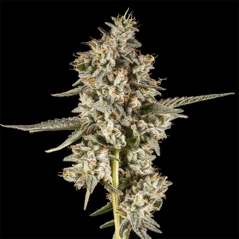 14er | Full Metal Cherry | 3.5g Flower