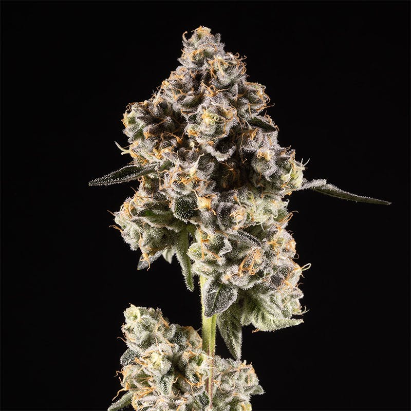 14er | Gary Payton | 28g Flower