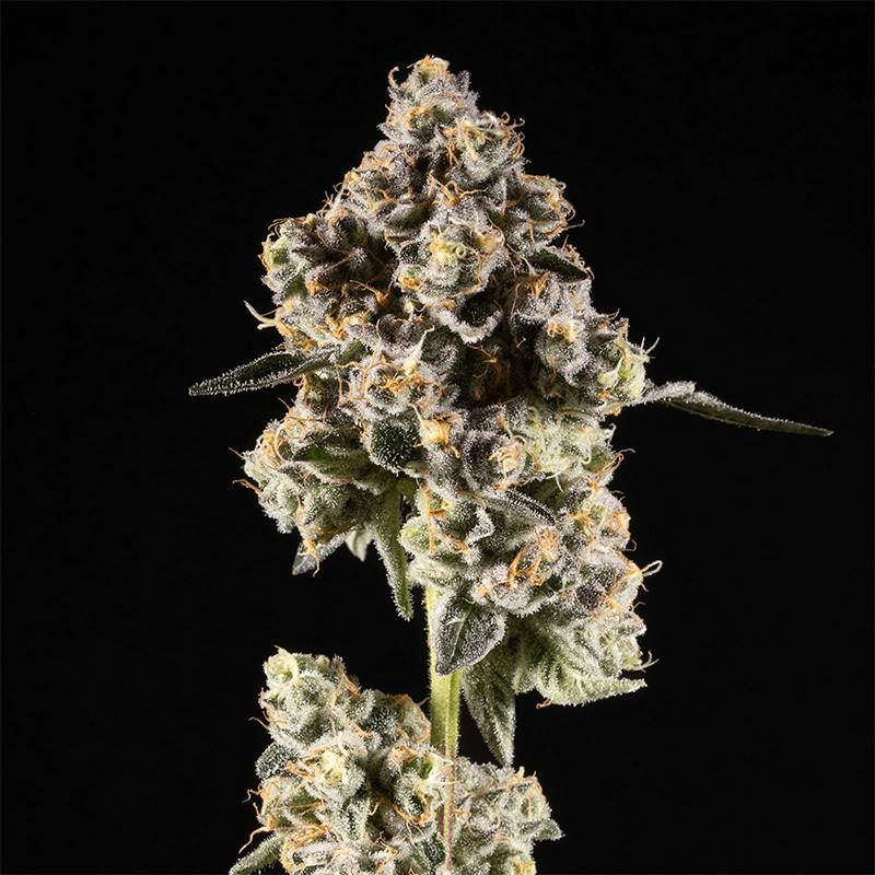 14er | Gary Payton | 3.5g Flower