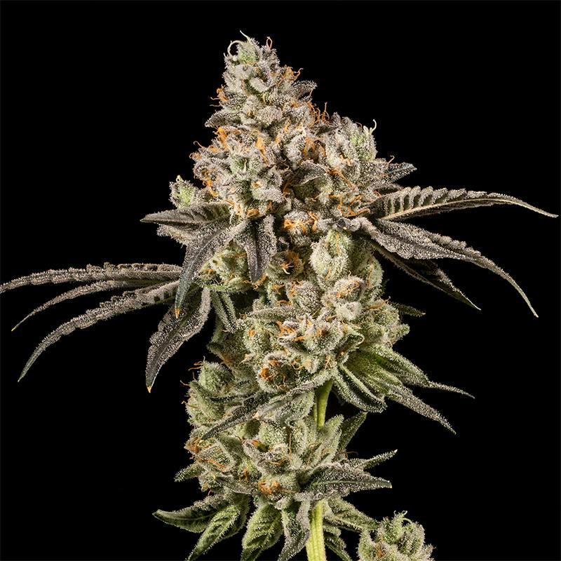 14er | Fumez | 3.5g Flower