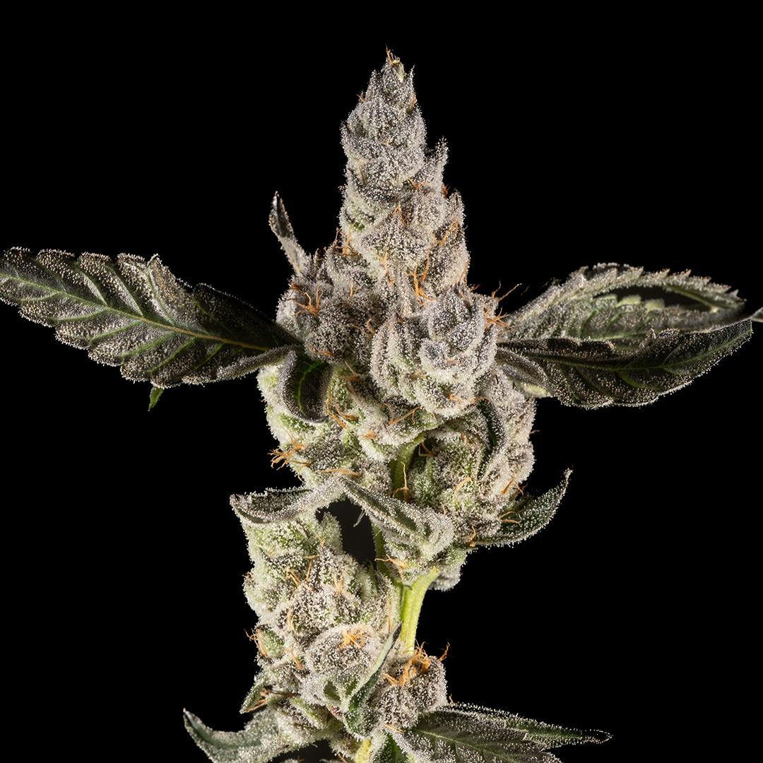 14er | Pancakes | 3.5g Flower