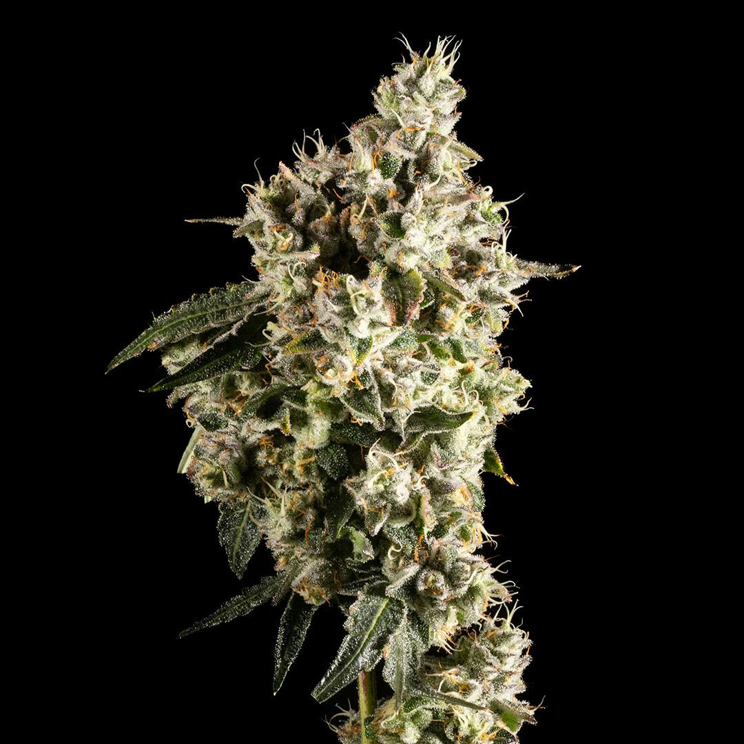14er | Marshmallow OG | 3.5g Flower by 14er Extractions