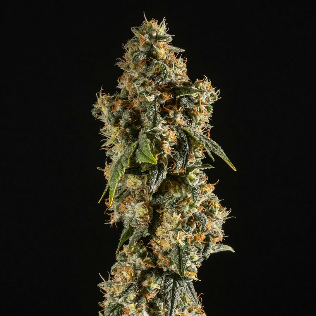 14er | Lemon Cream Pie (Mom's) | 3.5g Flower by 14er Extractions