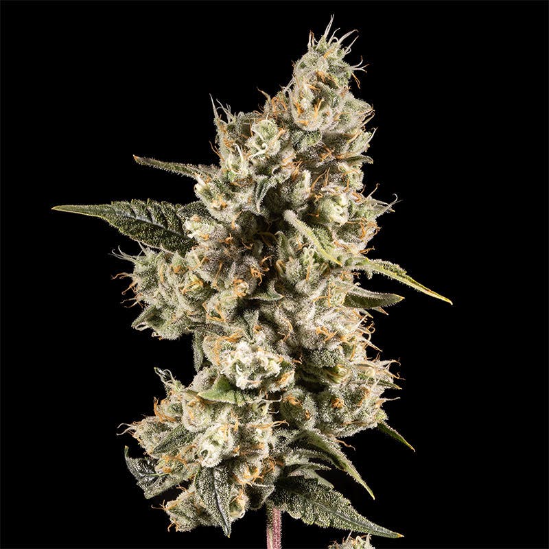 14er | Juicy Fruit | 3.5g Flower