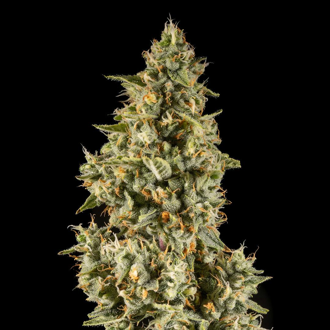 14er | Pineapple Pastures | 3.5g Flower by 14er Extractions