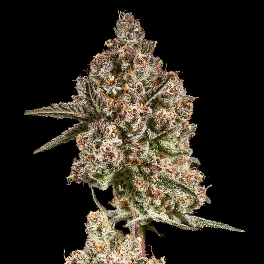 14er | Magik Muffins | 3.5g Flower